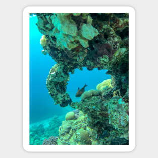 Coral reef and fish Sticker